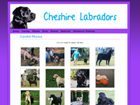 Cheshire Labradors